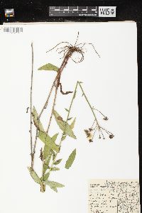 Hieracium kalmii image