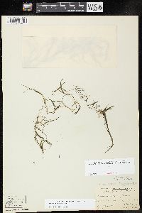 Zannichellia palustris image