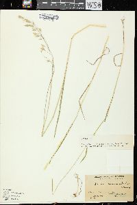 Bromus commutatus image