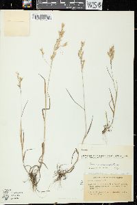 Bromus commutatus image