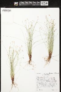 Isolepis cernua image