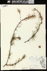 Larix laricina image