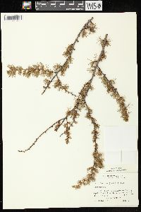 Larix laricina image