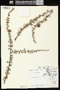 Larix laricina image