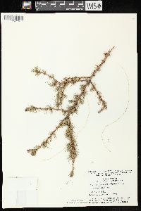 Larix laricina image