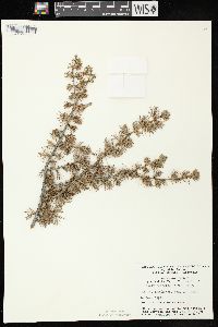 Larix laricina image