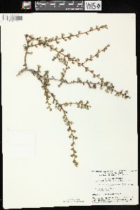 Larix laricina image