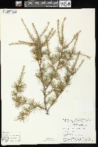 Larix laricina image