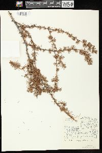 Larix laricina image