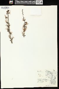 Larix laricina image