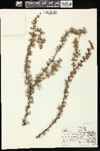 Larix laricina image