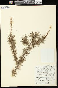 Larix laricina image