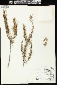 Larix laricina image