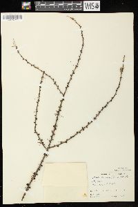 Larix laricina image