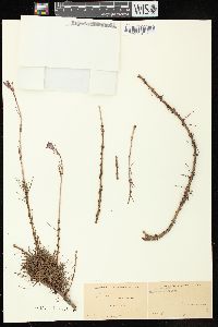 Larix laricina image