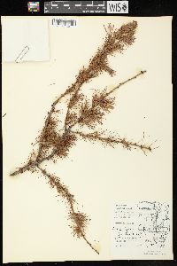 Larix laricina image