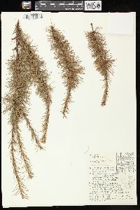 Larix laricina image