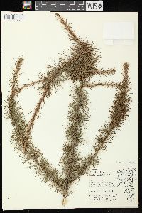 Larix laricina image