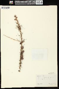 Larix laricina image