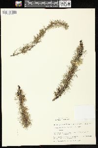 Larix laricina image