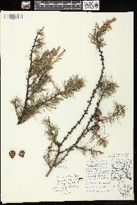 Larix laricina image