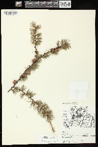 Larix laricina image