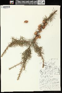 Larix laricina image