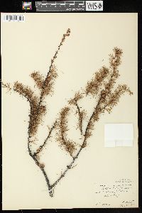 Larix laricina image