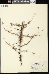 Larix laricina image