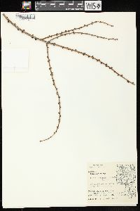 Larix laricina image