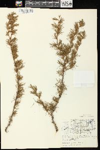 Larix laricina image