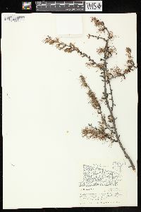 Larix laricina image