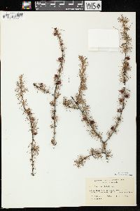 Larix laricina image