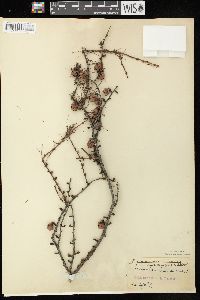 Larix laricina image