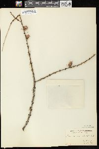 Larix laricina image