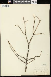 Larix laricina image