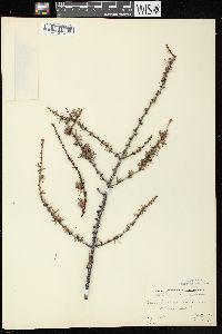 Larix laricina image