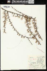 Larix laricina image