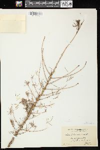 Larix laricina image