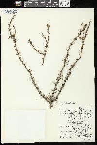 Larix laricina image