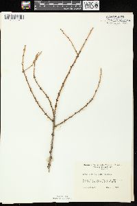 Larix laricina image