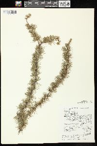 Larix laricina image