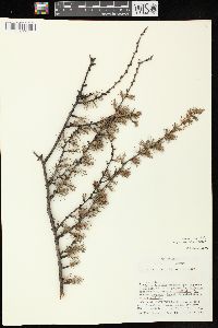 Larix laricina image