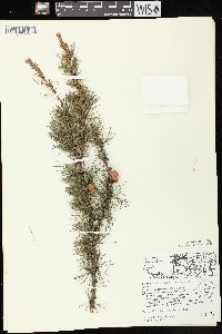 Larix laricina image