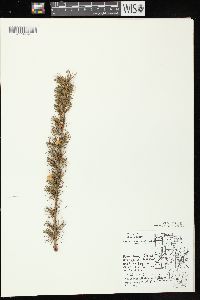 Larix laricina image