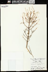 Picea glauca image