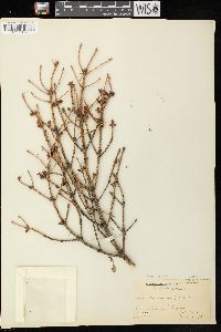 Picea glauca image