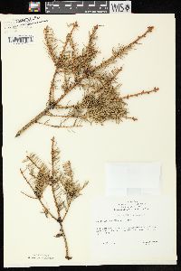 Picea glauca image