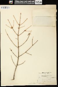 Picea glauca image