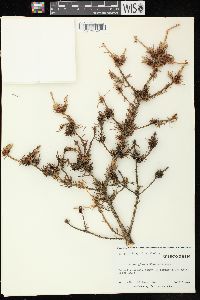 Picea glauca image